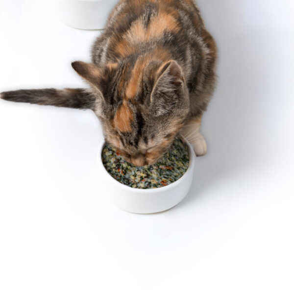 SUSCRIPCIÓN Alimento deshidratado gatos 2KG