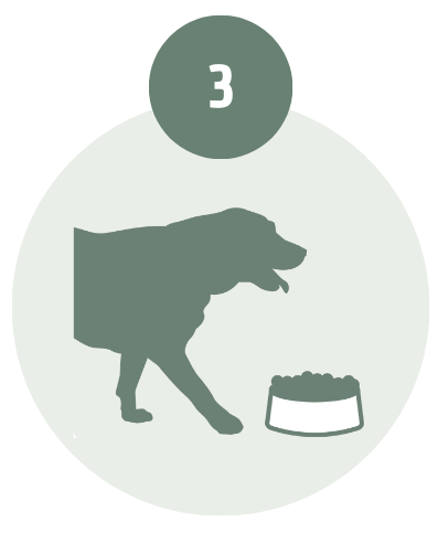 PACKAGING FOTINUT PERROS (1).pdf